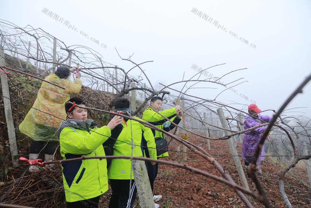 学生科技实践， 劳动教育 猕猴桃管护