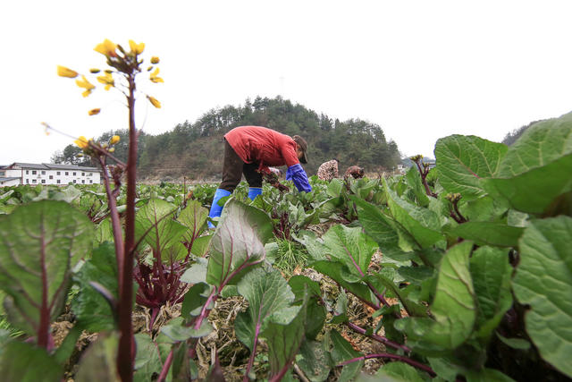 湖南，湘西，人勤春早，田间地头，勤劳，采摘，耕作