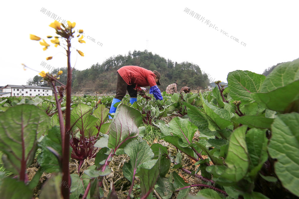 湖南，湘西，人勤春早，田间地头，勤劳，采摘，耕作