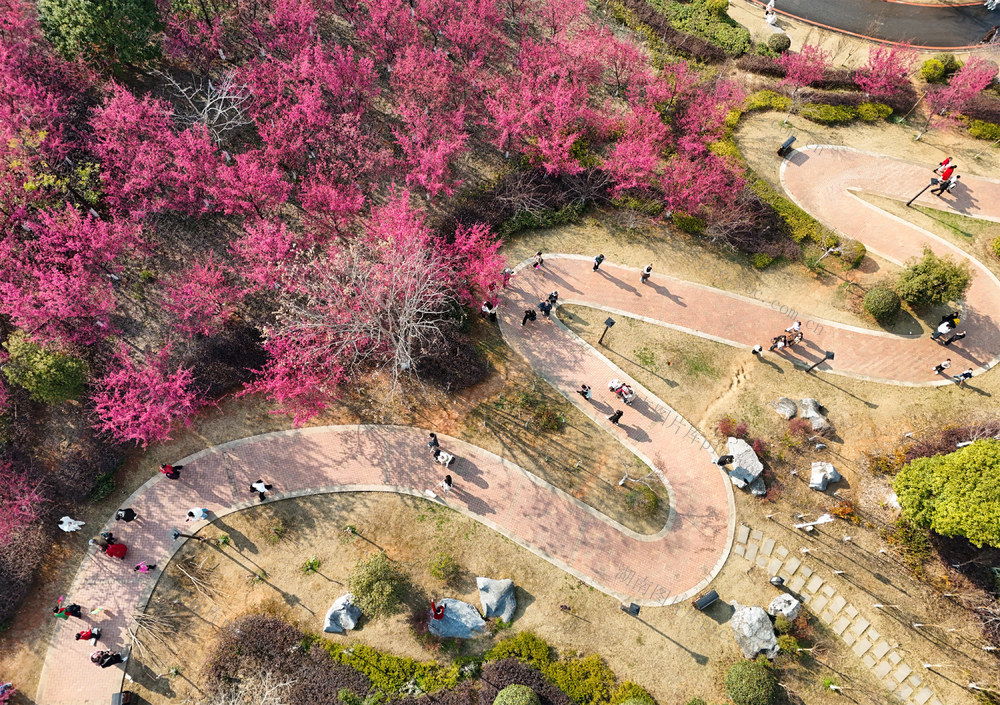 樱花  花开  初春  春天  春光  旅游  风光