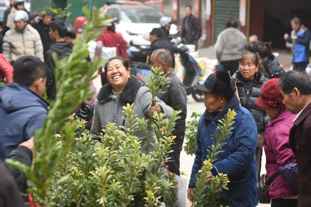 嘉禾：苗木市场销售旺