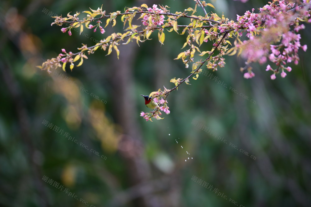湖南，湘西，花儿，绽放，小鸟，觅食，飞翔