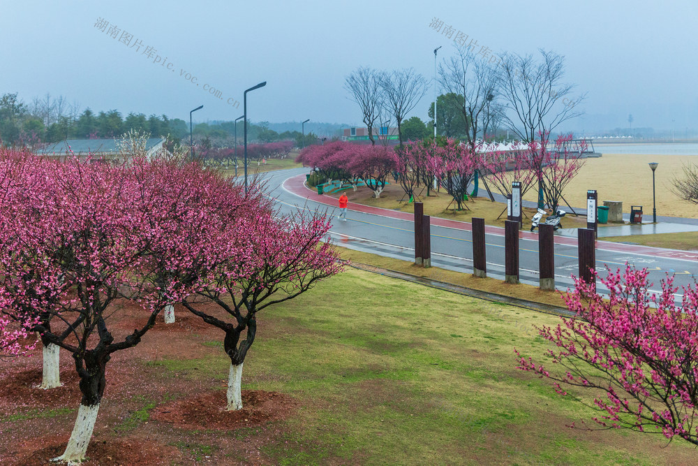 春天，梅花，公园，桃花