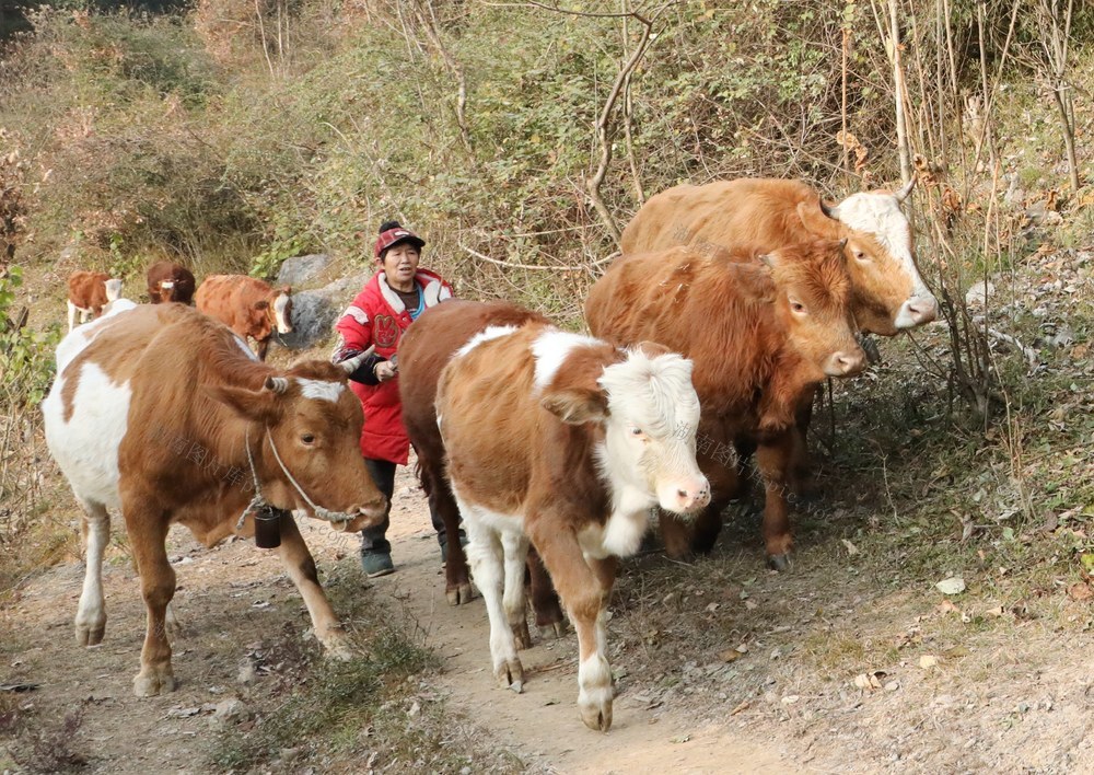 生态养牛  助农增收