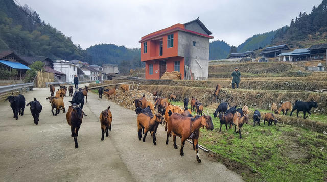 农村 养殖 农民山羊 致富 