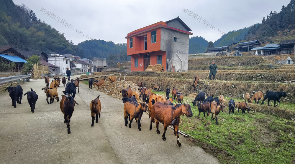 农村 养殖 农民山羊 致富 