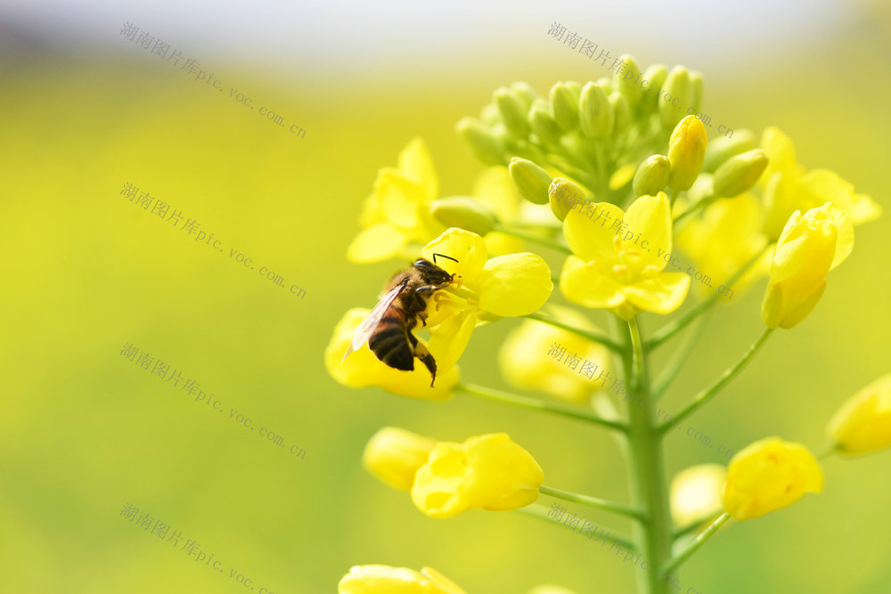 春天  春意  油菜花  蜜蜂

