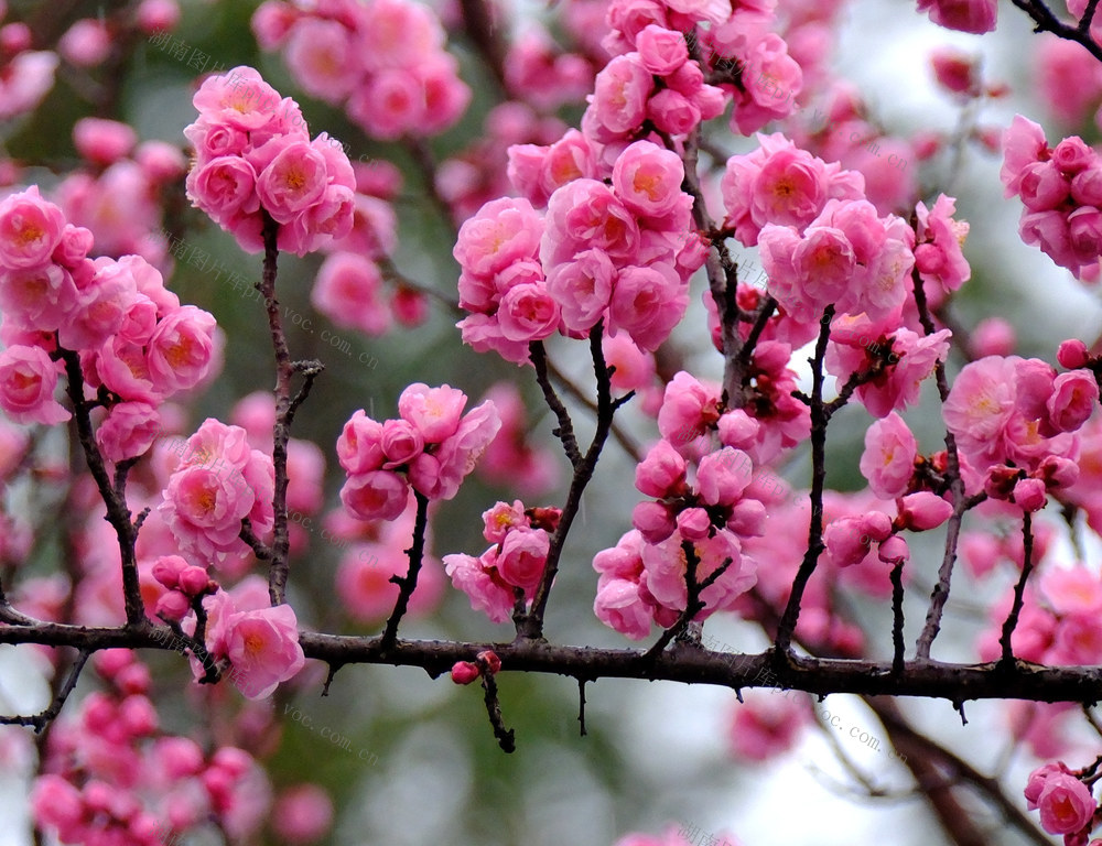 鸟语花香，月湖公园，红梅