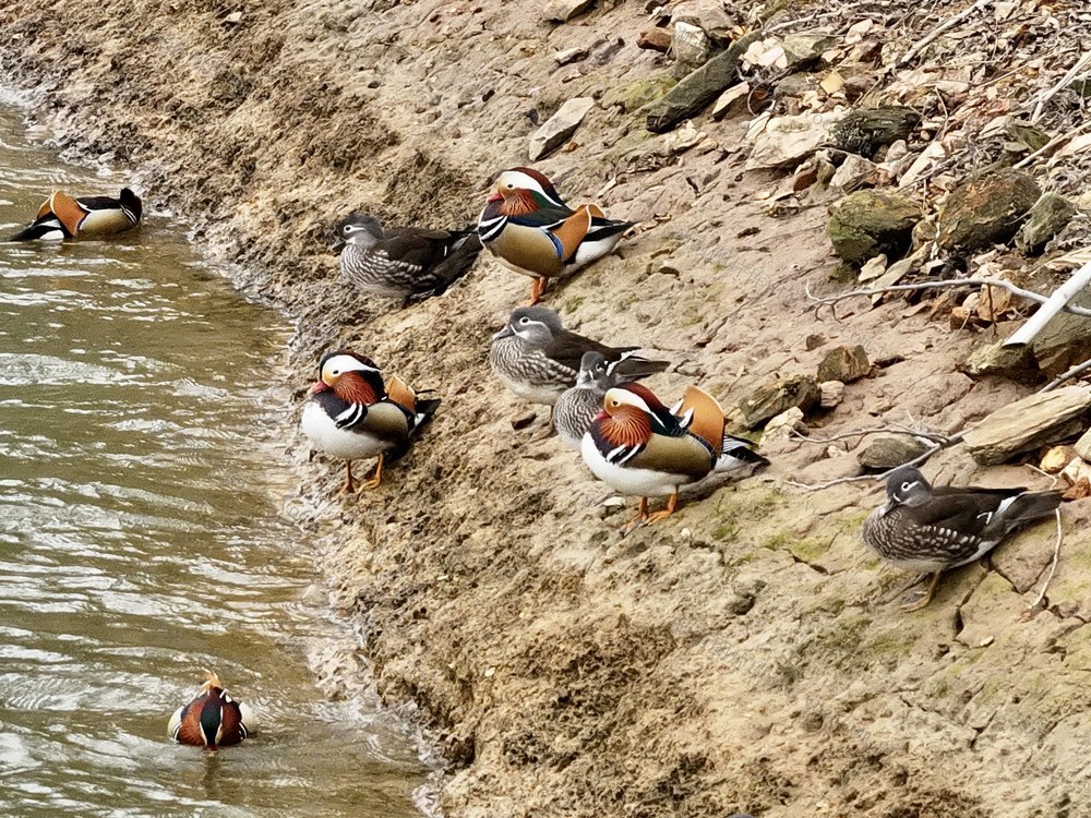 鸳鸯 生态 环境 情人节