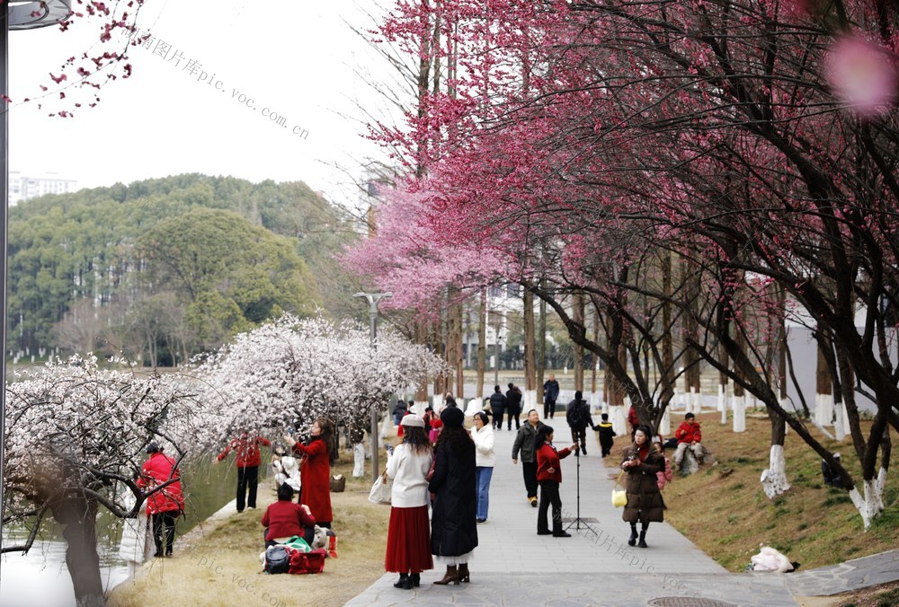 吉首大学 梅林园 红梅竞相绽放  幽香四溢  游客  观赏  梅花竞相绽放   早春 气息