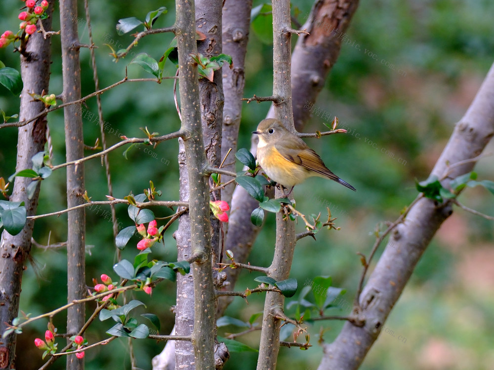 海棠花，含苞待放