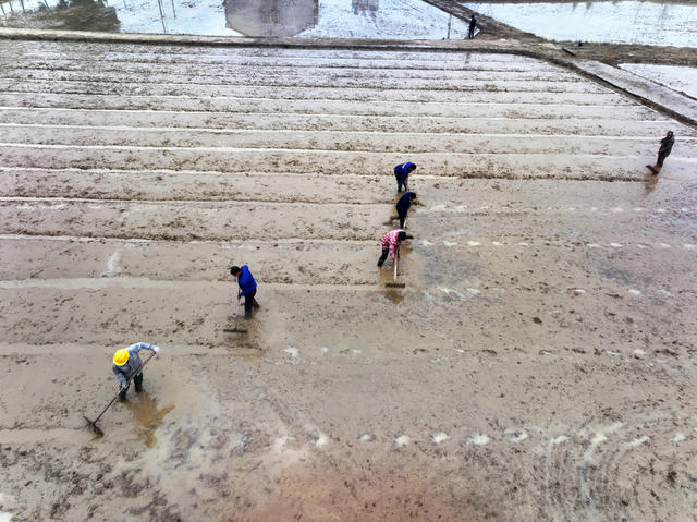 春耕生产  早稻育秧  机插秧苗  垄厢平整
