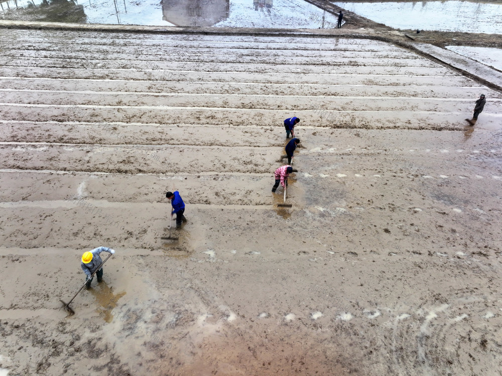 春耕生产  早稻育秧  机插秧苗  垄厢平整
