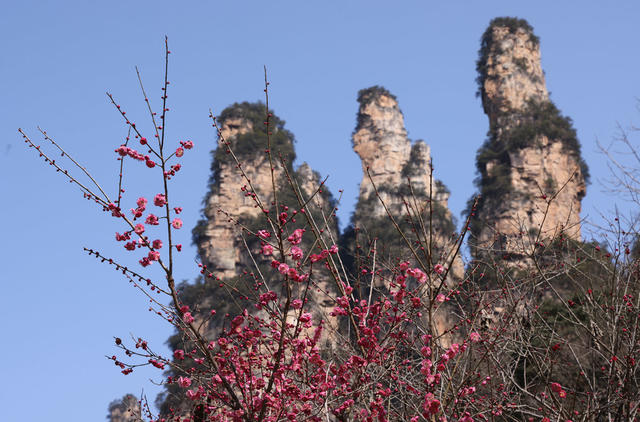春天 梅花 张家界