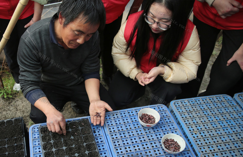 湖南桂东 早熟西瓜 育苗 志愿者 寒假返家乡大学生