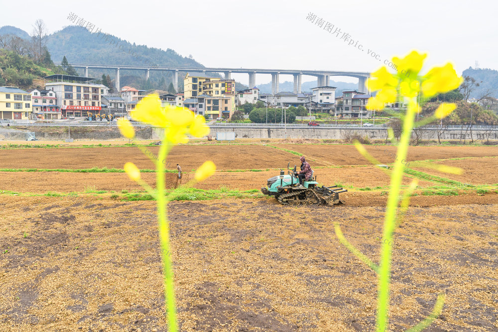 播种春白菜，力争开春红