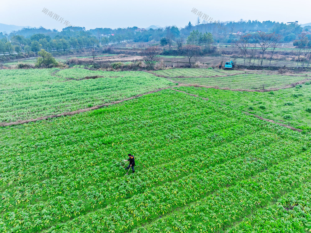 雨水时节  农忙