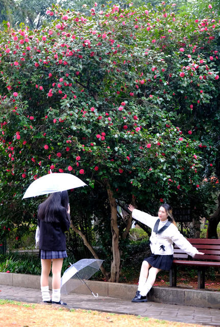 山茶花，湖南烈士公园