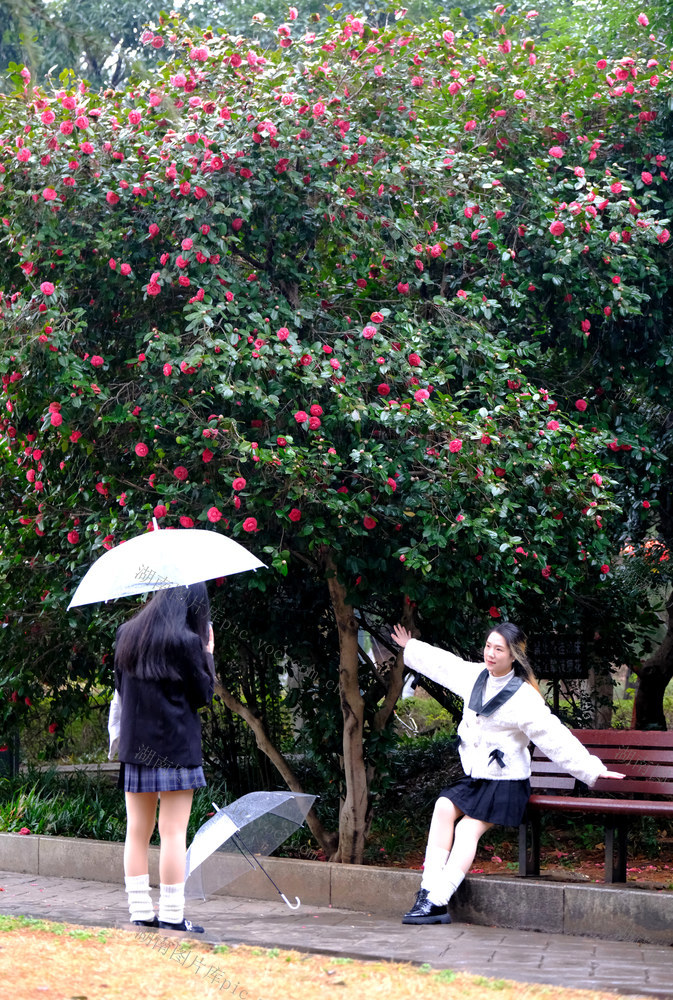 山茶花，湖南烈士公园