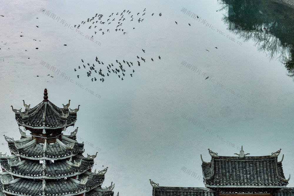 白鹭 鸟 生态 湿地 河 桥