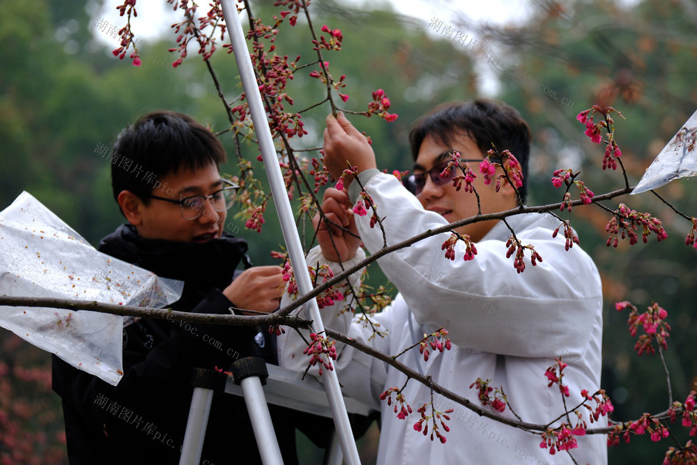 植物园，异花授粉