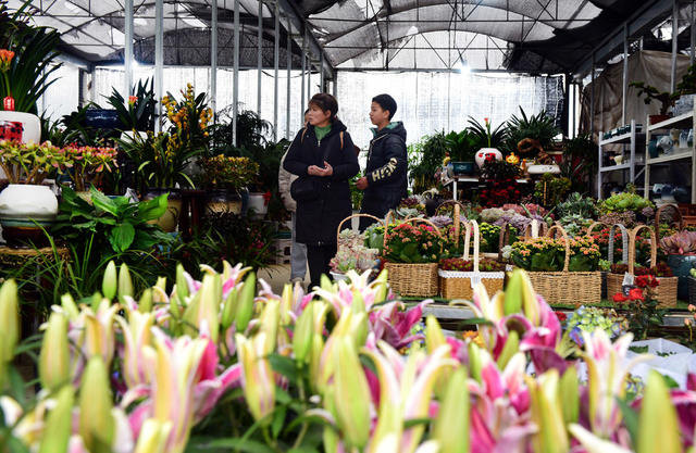 春季 花卉 苗木 市场 群众 种植户 购销