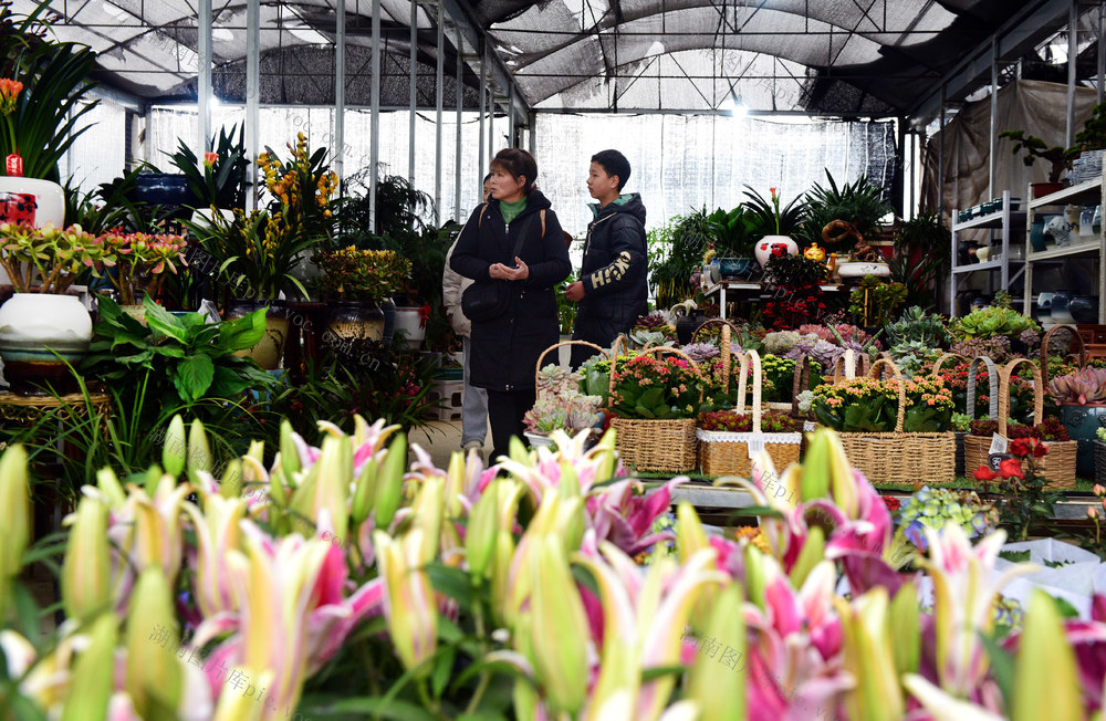 春季 花卉 苗木 市场 群众 种植户 购销