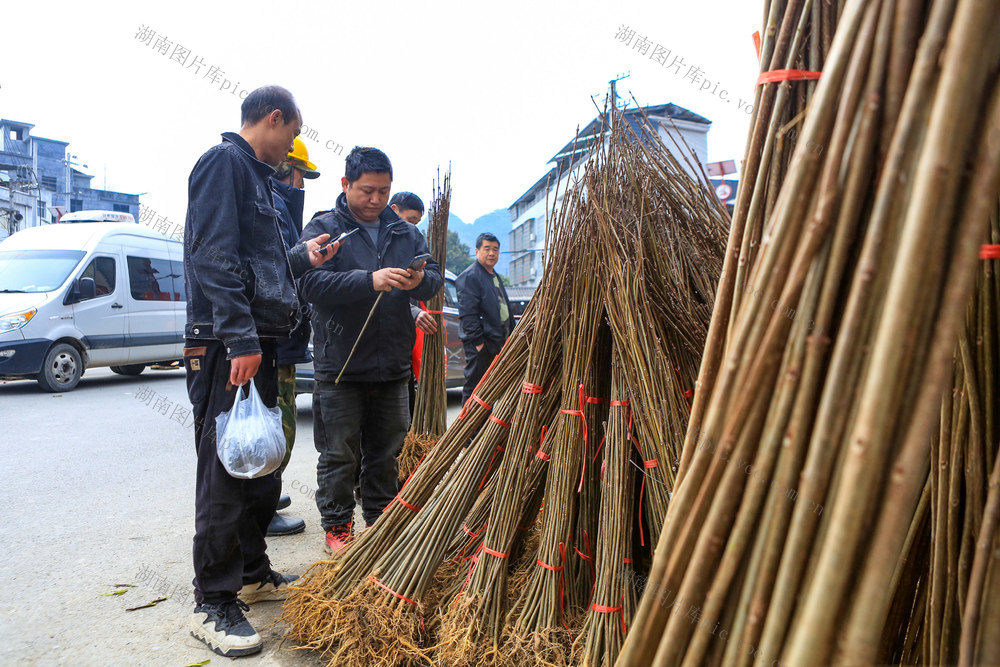 湖南，湘西，龙山，购买，黄柏苗，市场

