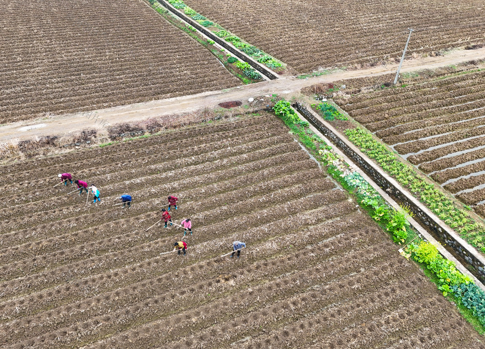 春耕  备耕  农事  生产  田间  秧苗  移栽   