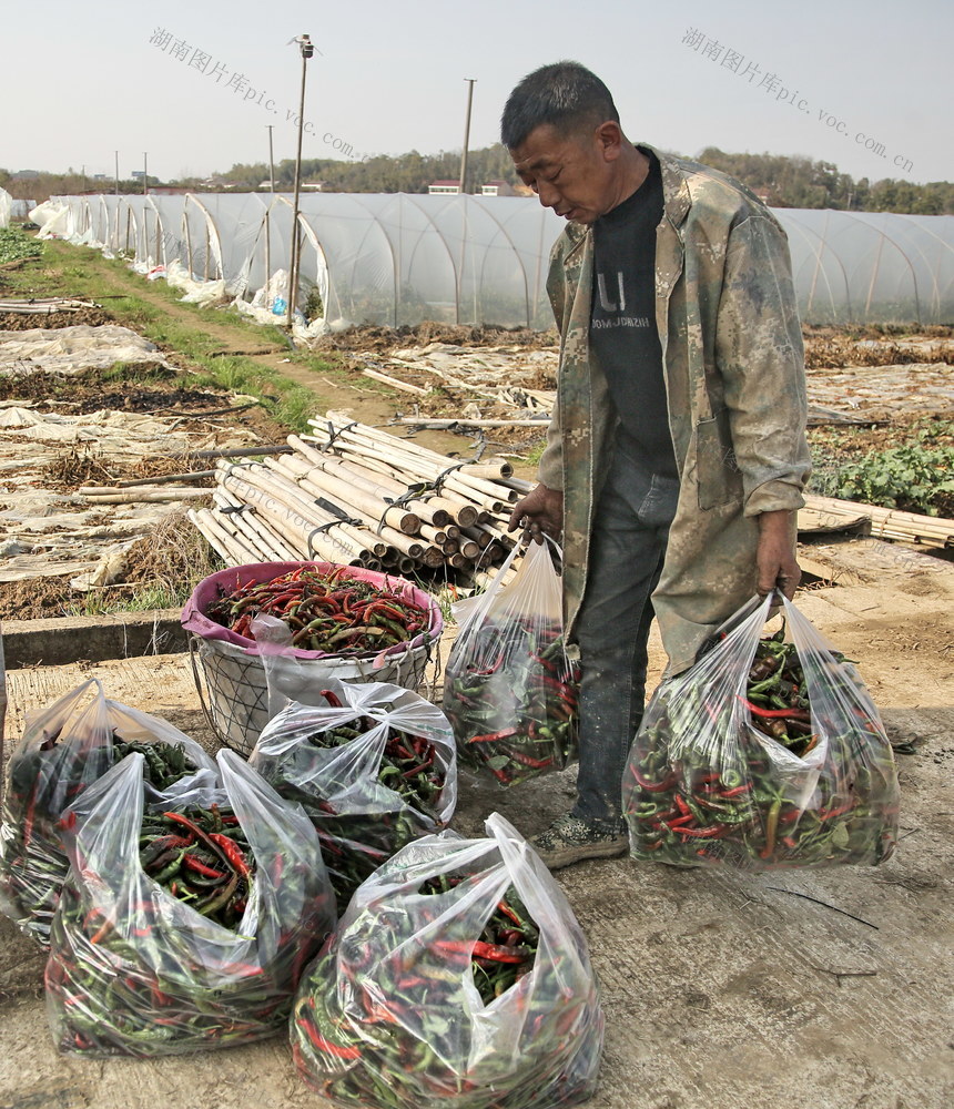 高口效囗种植口助口农口增收
