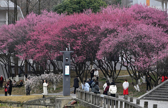 生态 旅游 梅花 大学校园