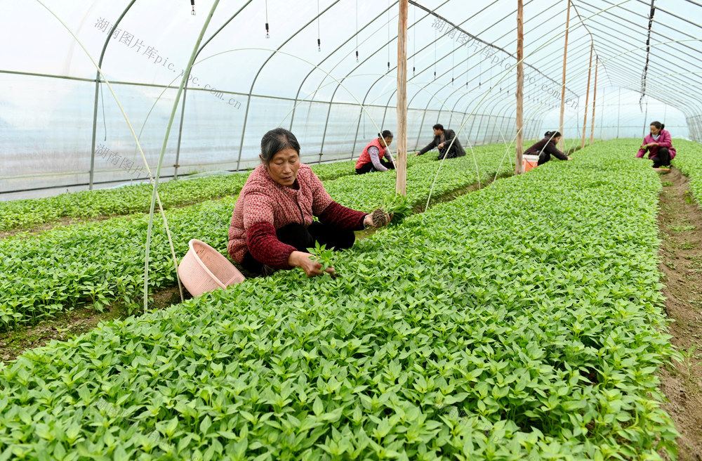 雨水，节气，农事，农业，农村，农民，春季生产，田间地头，田间管护，辣椒，苗