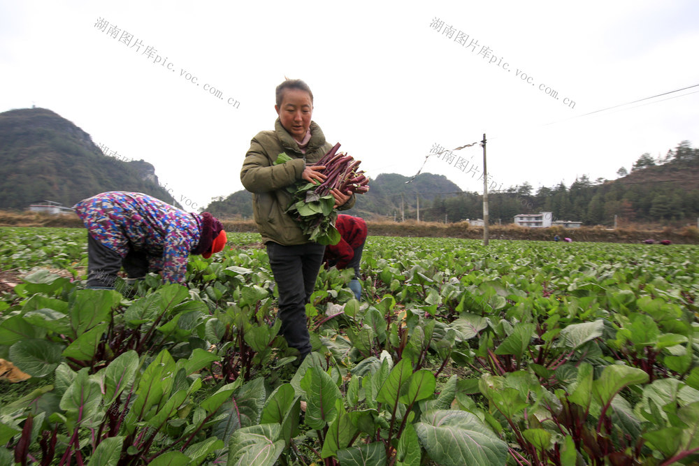 湖南，湘西，节气，雨水，农事，农忙