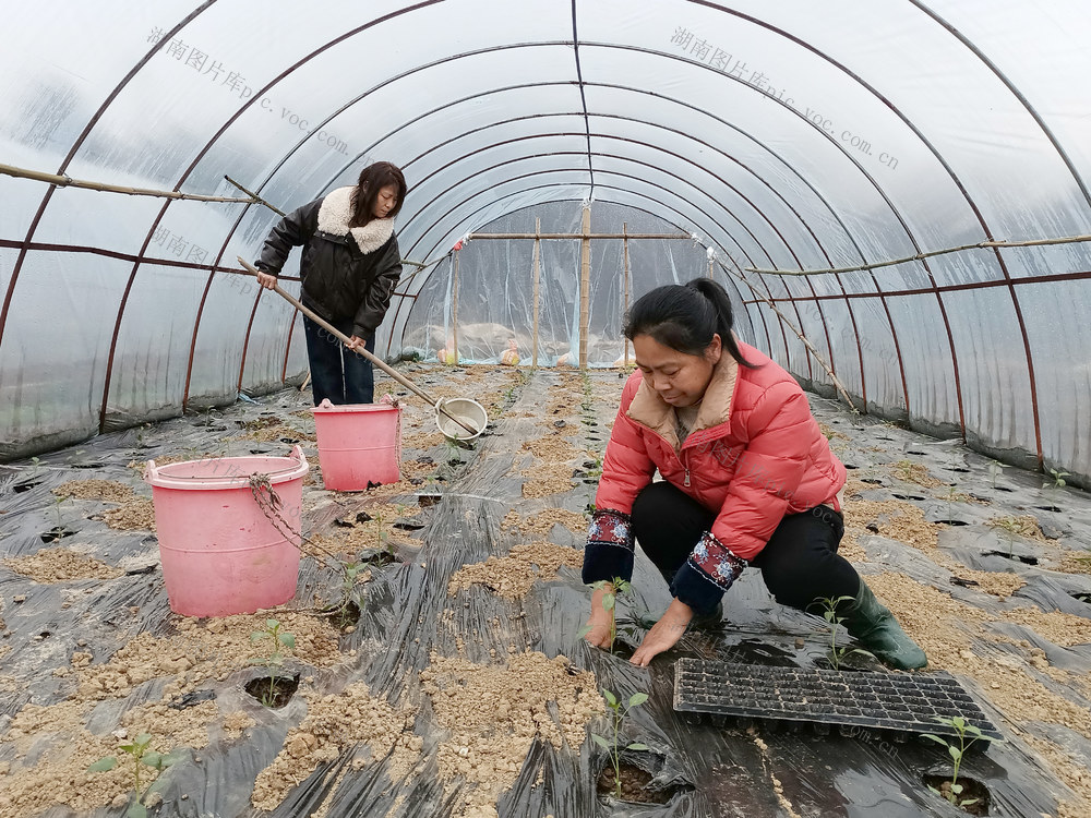 湘阴标准化移栽辣椒苗全面完成