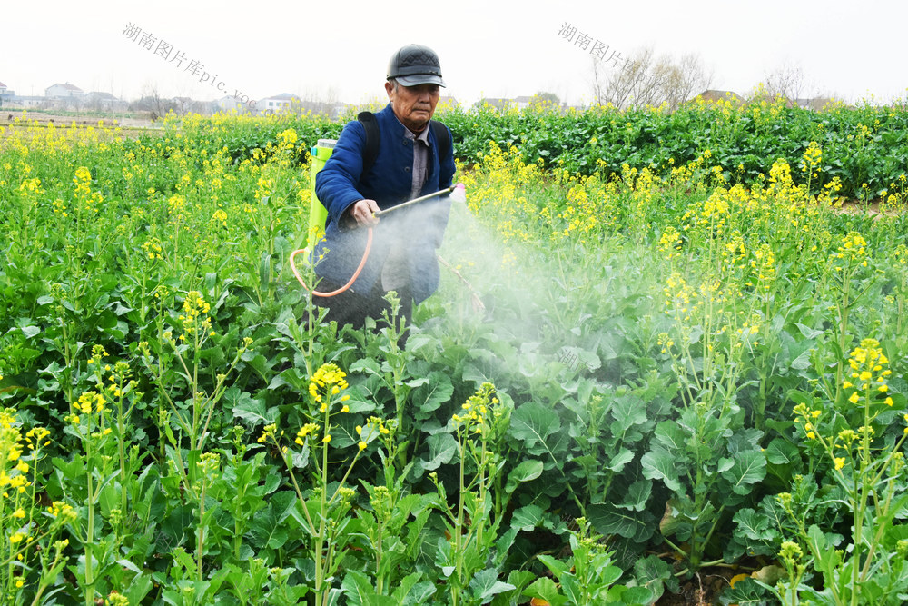 农业  越冬作物  油菜  微量营养  硼肥