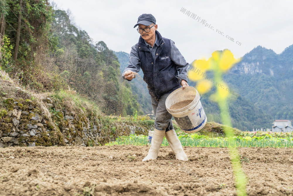 雨水节气  播种春季经济作物  田间地头一派忙碌