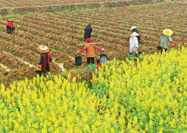 嘉禾：人勤春早 田间农忙