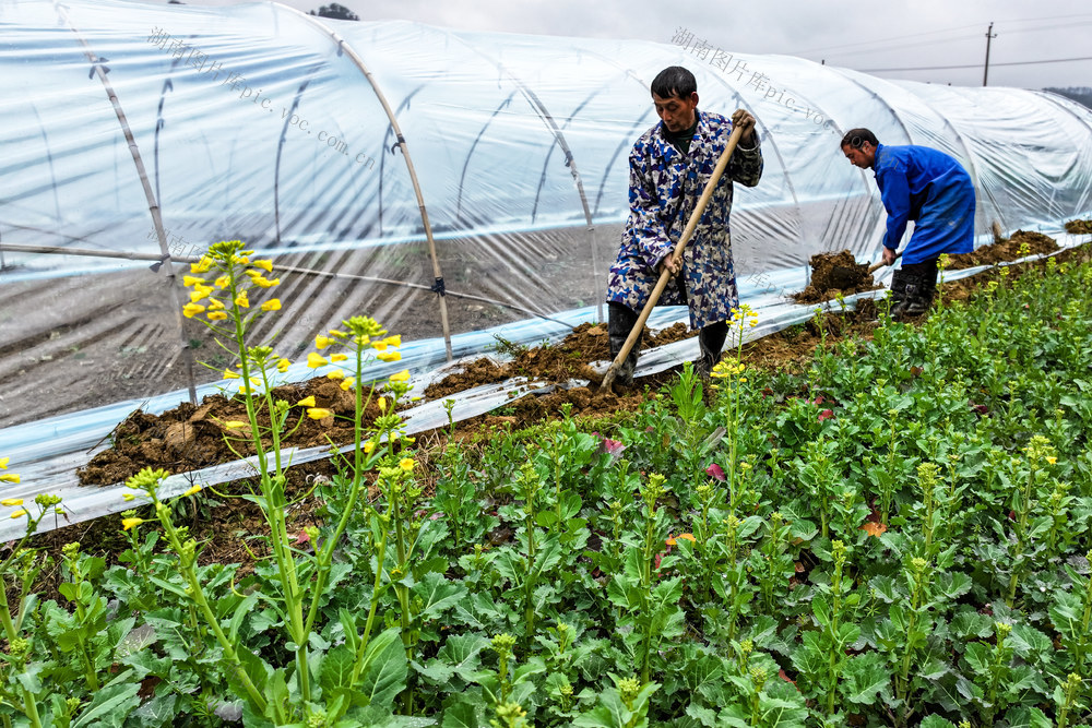 雨水 农事 大棚 搭建 农民