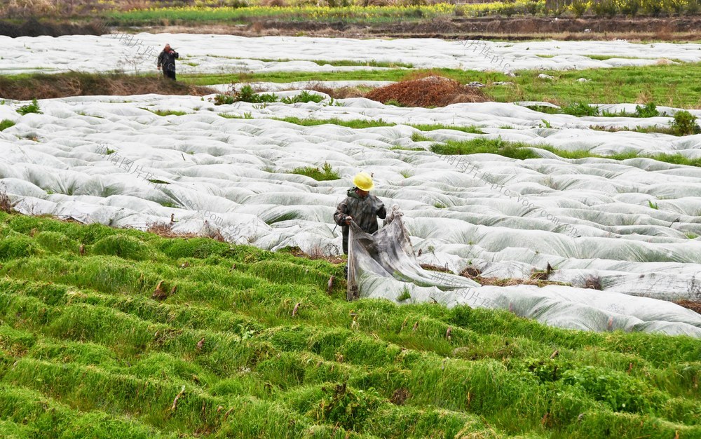 雨水时节农事忙