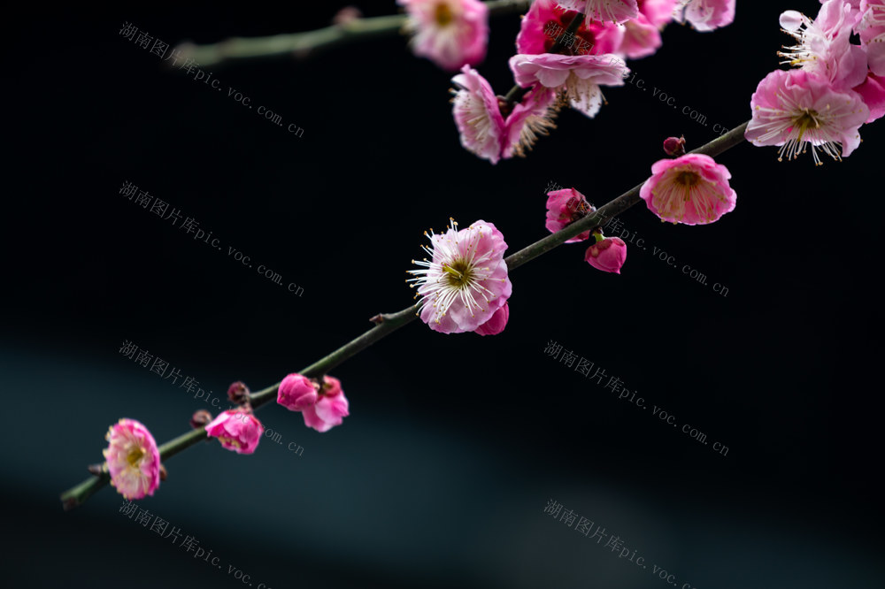 雨水  节气  梅花  古城  湘西  蜜蜂