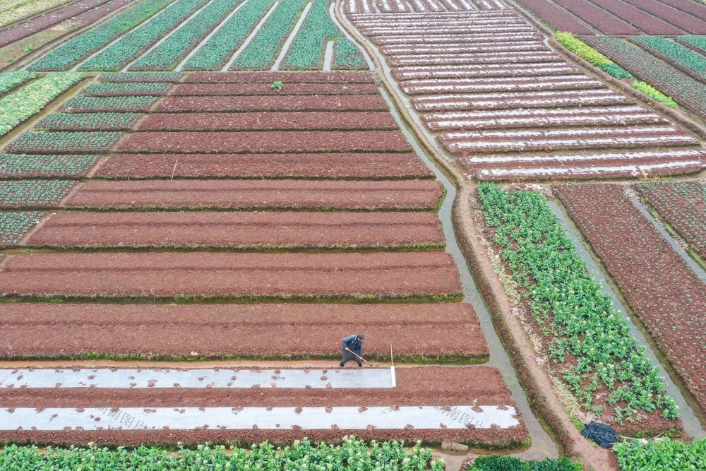 雨水至 农事忙 蔬菜覆膜 清沟排水管护