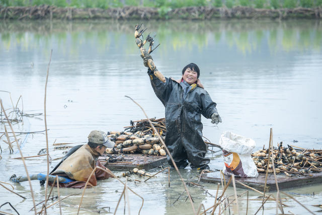 雨水 采藕 市场 藕农