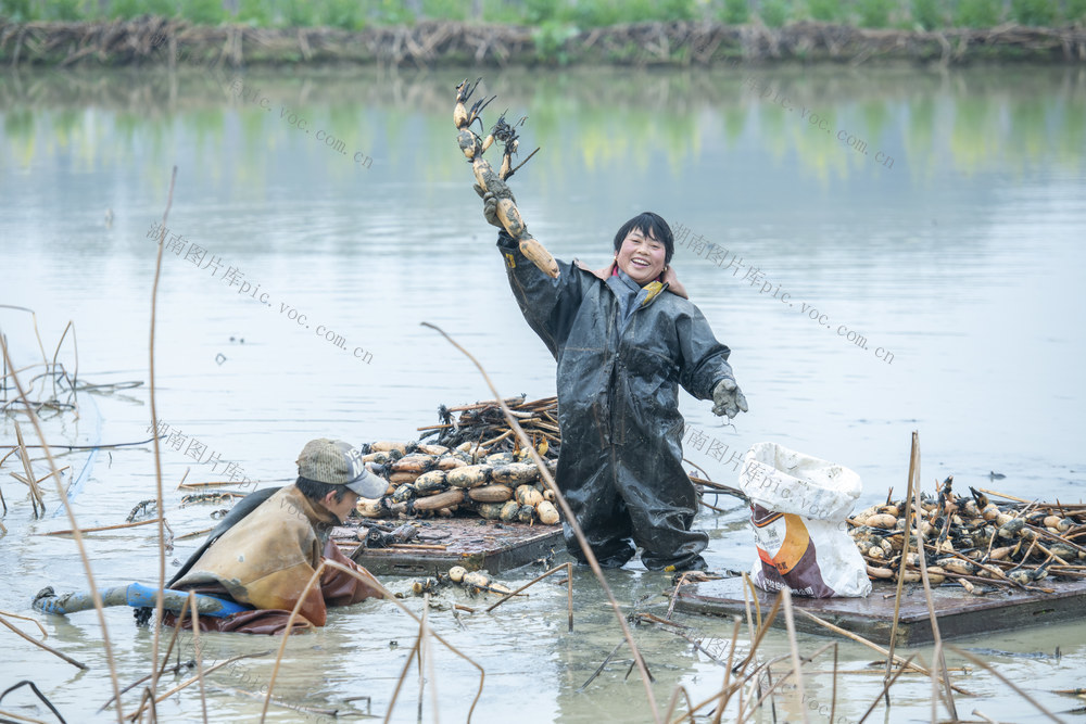 雨水 采藕 市场 藕农