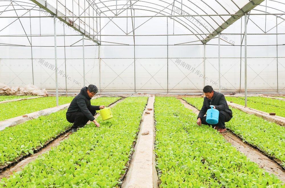 育苗  秧苗  大棚  雨水  农事