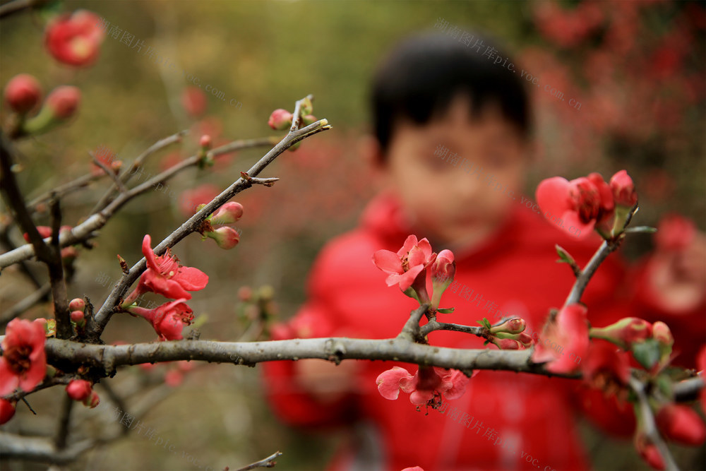 湖南桂东 海棠 春