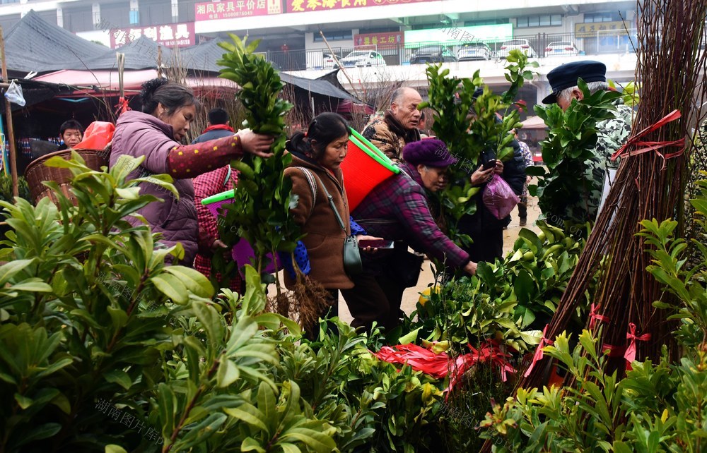苗木 农民 市场 客商 购销 旺
