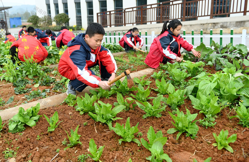 校园农场 劳动 实践  学校 教育 基地 劳作 菜地 学生  菜