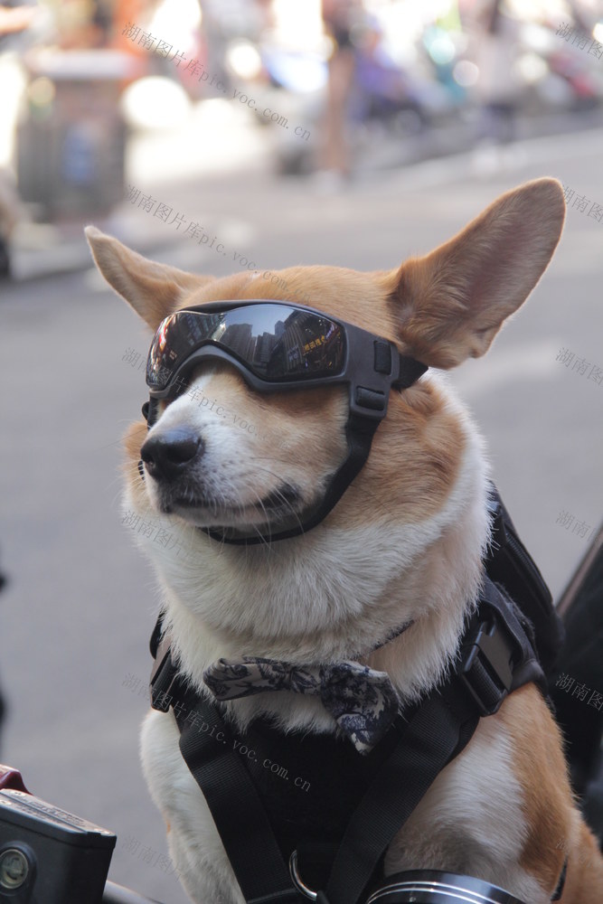 贵阳 美食 美景 黄果树瀑布 可爱 小狗