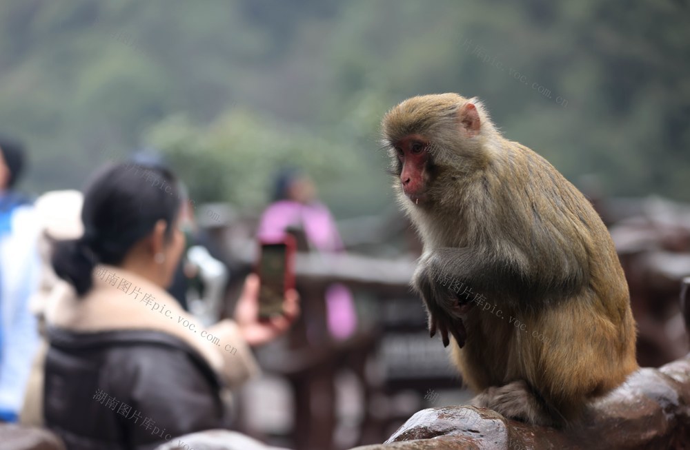猕猴 张家界