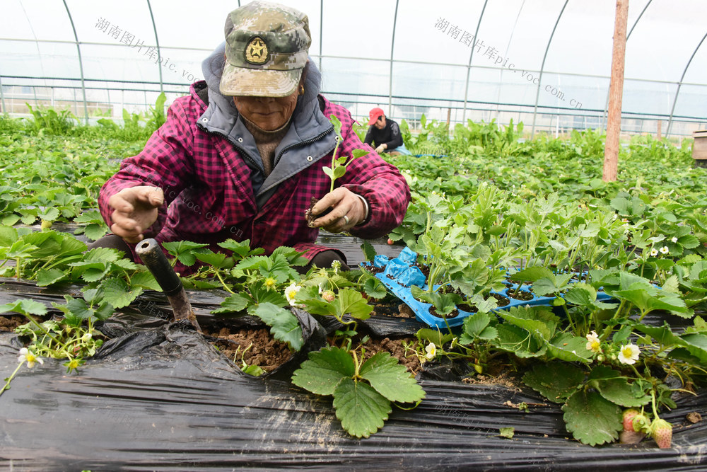 农业  春耕生产  种植业  草莓  西瓜  大棚栽培  套种 